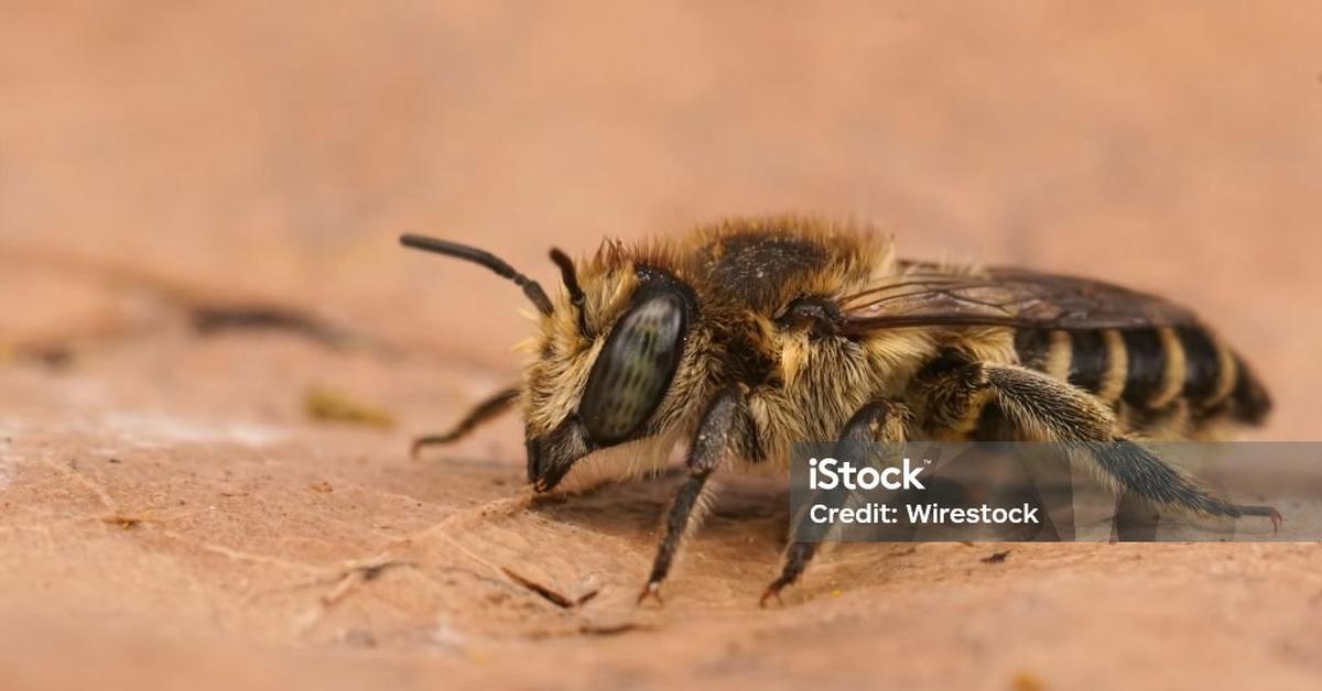 Vibrant snapshot of the Leafcutter Bee, commonly referred to as Lebah Pemotong Daun in Indonesia.