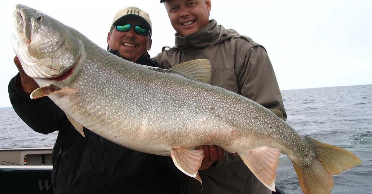 Charming view of the Lake Trout, in Indonesia referred to as Ikan Trout Danau.