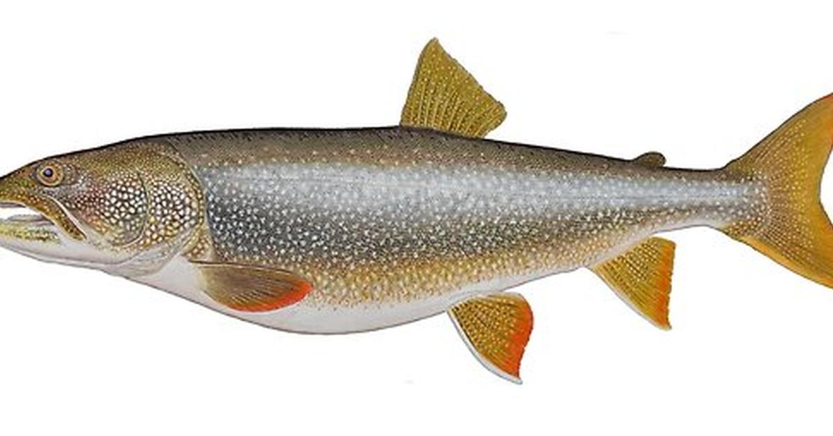 Elegant portrayal of the Lake Trout, also known as Salvelinus namaycush.