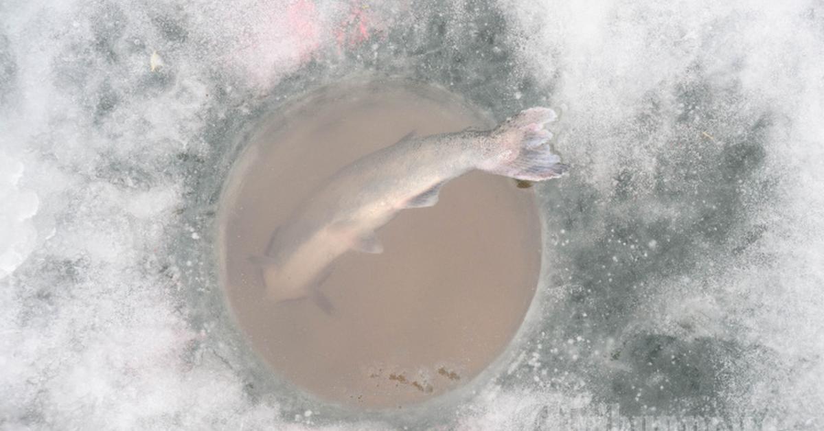 Glimpse of the Lake Trout, known in the scientific community as Salvelinus namaycush.