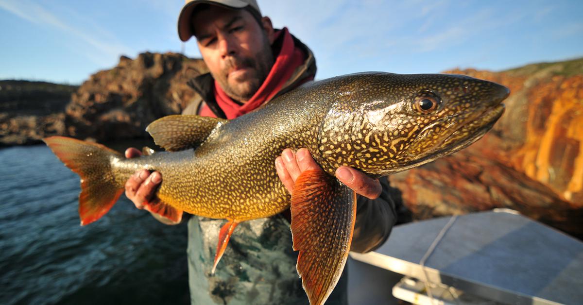 Exquisite image of Lake Trout, in Indonesia known as Ikan Trout Danau.