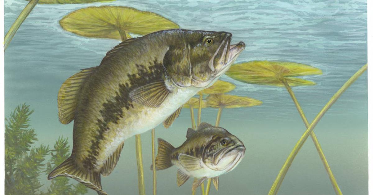 A look at the Largemouth Bass, also recognized as Ikan Largemouth Bass in Indonesian culture.