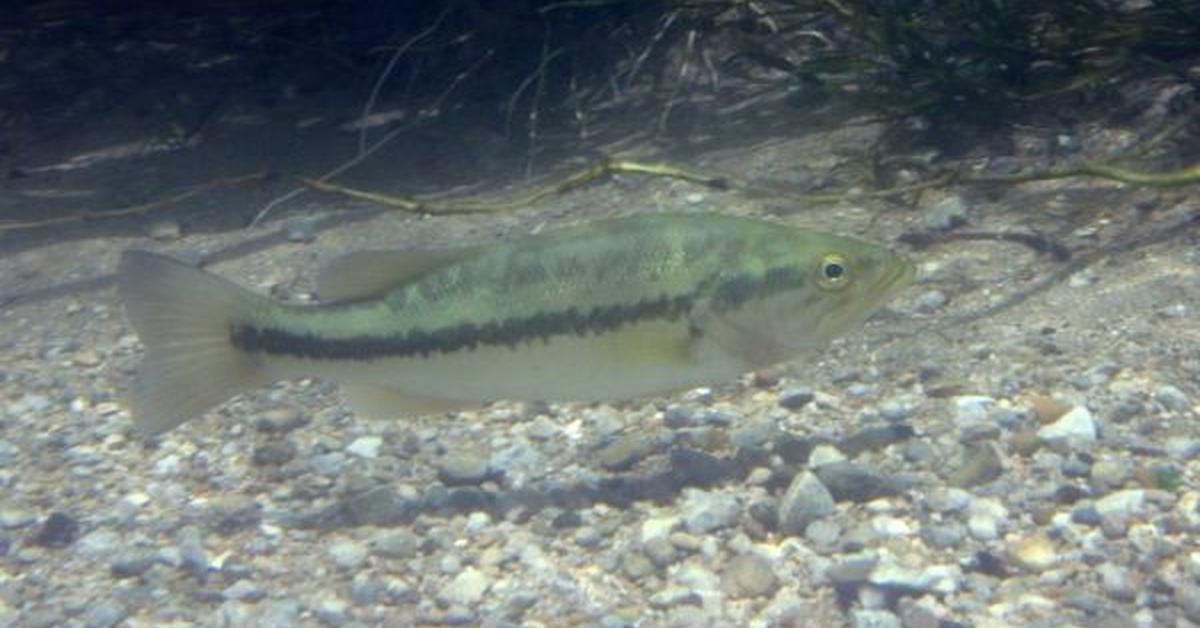 The fascinating Largemouth Bass, scientifically known as M. salmoides.