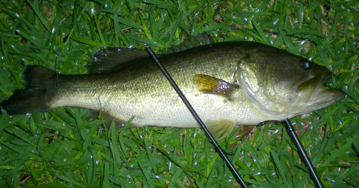 Exquisite image of Largemouth Bass, in Indonesia known as Ikan Largemouth Bass.