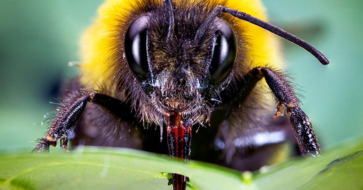 Captured beauty of the Lemon Cuckoo Bumblebee, or Bombus citrinus in the scientific world.