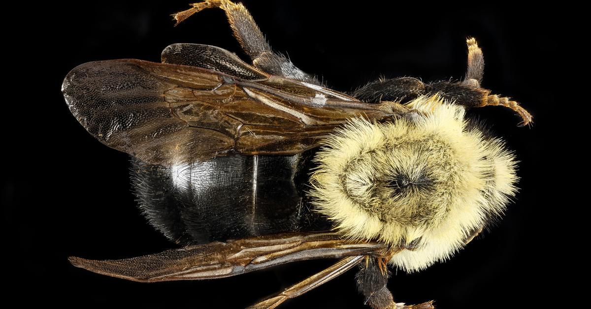 Captured beauty of the Lemon Cuckoo Bumblebee, or Bombus citrinus in the scientific world.