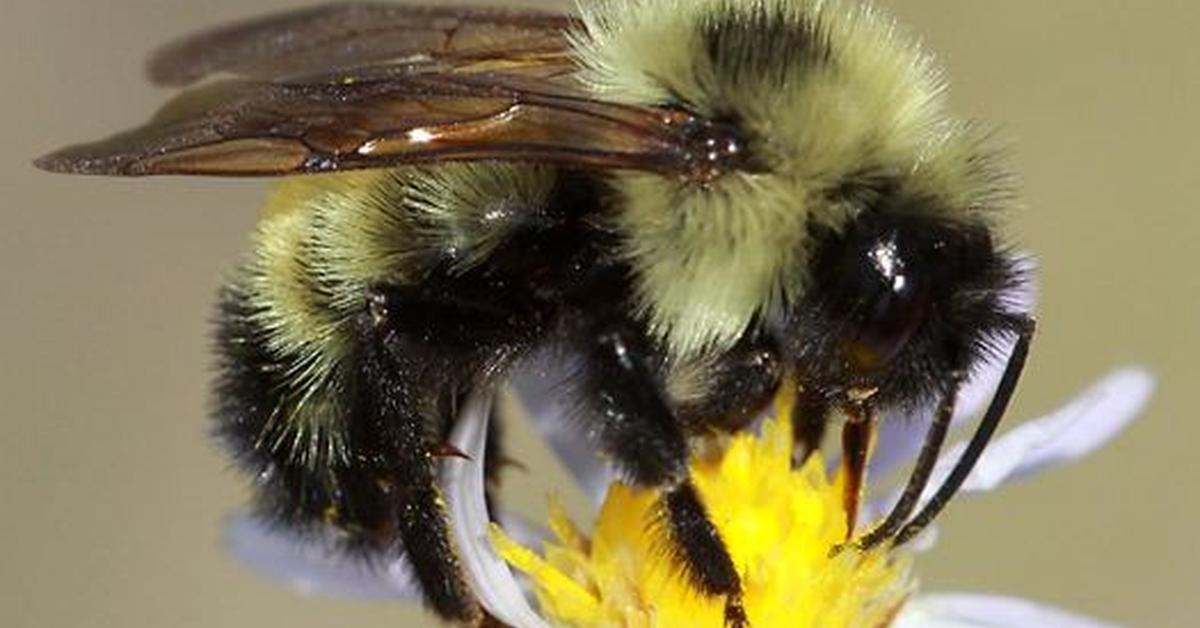 Glimpse of the Lemon Cuckoo Bumblebee, known in the scientific community as Bombus citrinus.