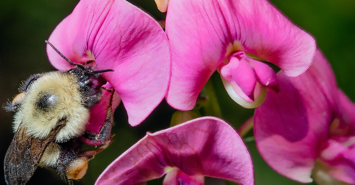 Exquisite image of Lemon Cuckoo Bumblebee, in Indonesia known as Lebah Bumblebee Lemon Cuckoo.