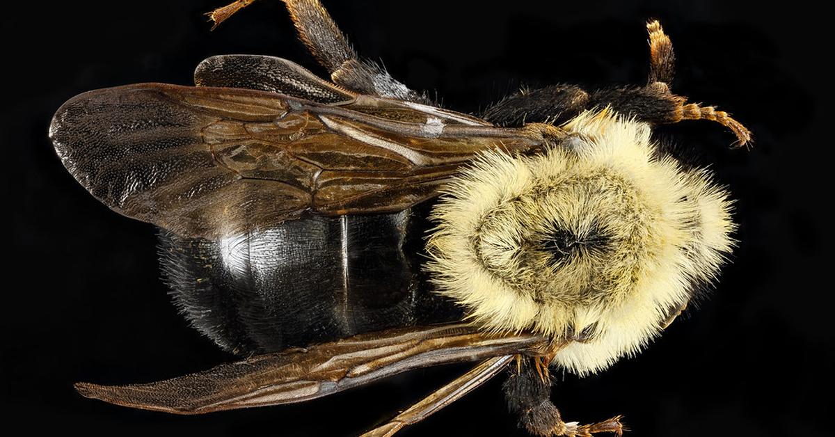 Distinctive Lemon Cuckoo Bumblebee, in Indonesia known as Lebah Bumblebee Lemon Cuckoo, captured in this image.