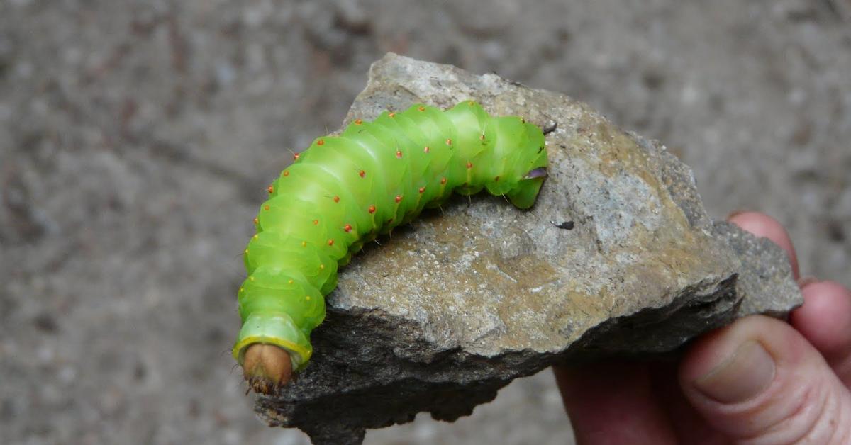 Close encounter with the Luna Moth Caterpillar, scientifically called Actias luna.