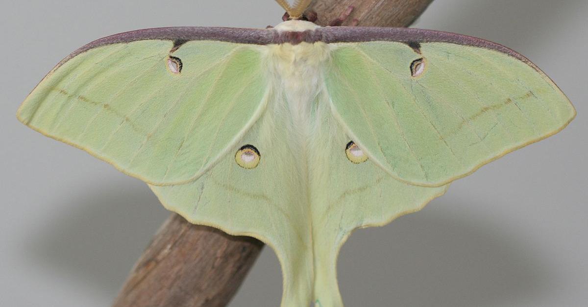 Photogenic Luna Moth Caterpillar, scientifically referred to as Actias luna.