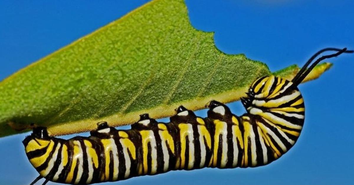 Striking appearance of the Luna Moth Caterpillar, known in scientific circles as Actias luna.