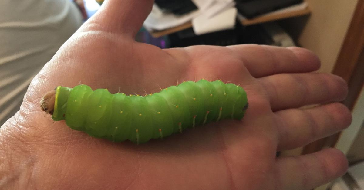 Close encounter with the Luna Moth Caterpillar, scientifically called Actias luna.