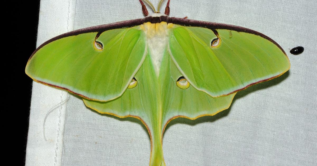 Image of the Luna Moth (Actias luna), popular in Indonesia as Kupu-kupu Bulan Luna.