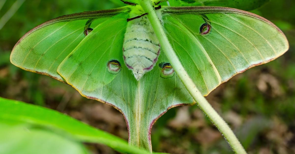 Visual of Luna Moth, or Kupu-kupu Bulan Luna in Indonesian, showcasing its beauty.