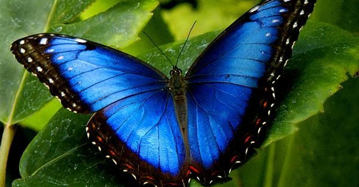 The Luna Moth, an example of Actias luna, in its natural environment.