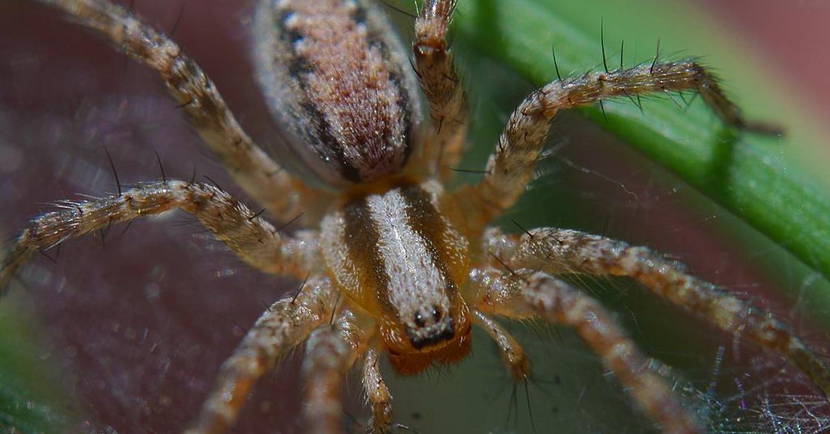 Vivid image of the Long-Winged Kite Spider, or Laba-Laba Elang Berkepakan Panjang in Indonesian context.