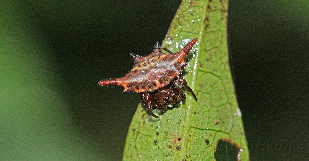 A look at the Long-Winged Kite Spider, also recognized as Laba-Laba Elang Berkepakan Panjang in Indonesian culture.