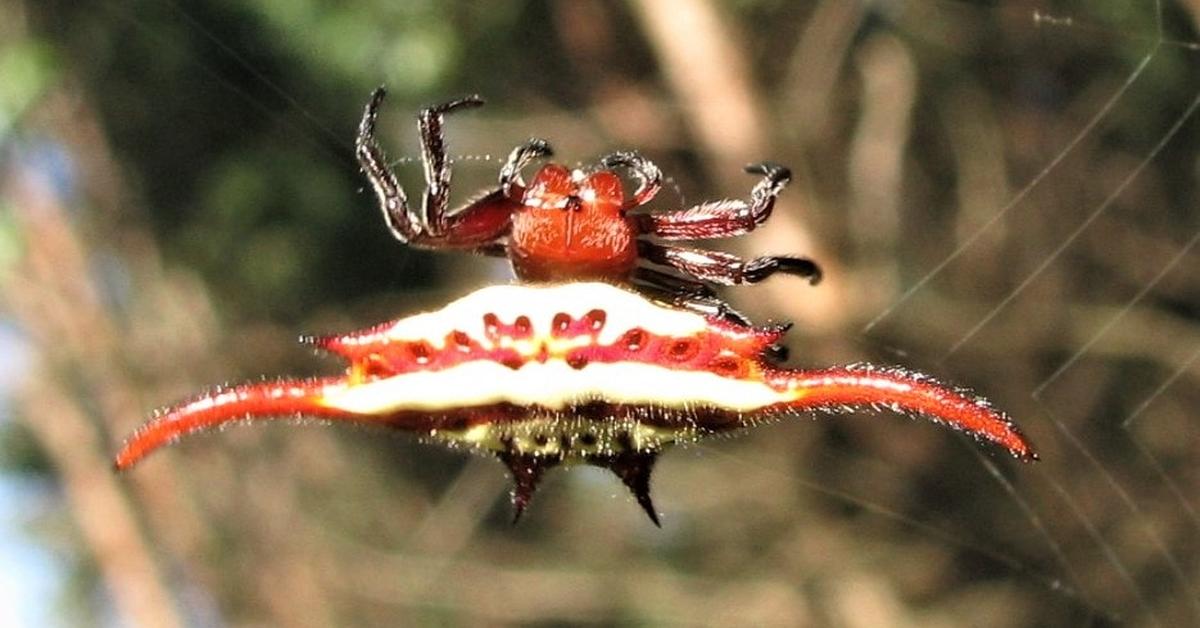 The alluring Long-Winged Kite Spider, commonly referred to as Laba-Laba Elang Berkepakan Panjang in Bahasa Indonesia.