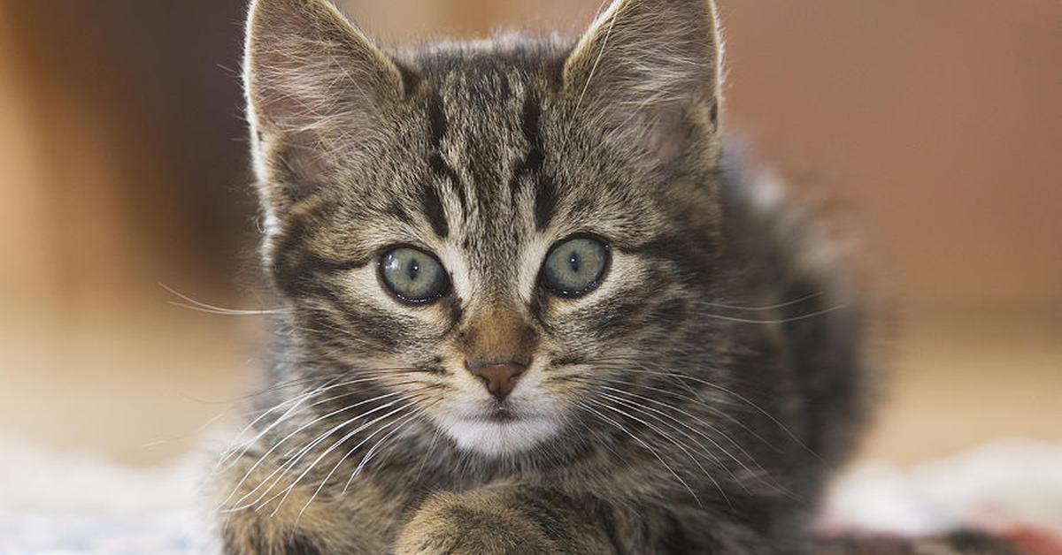 Detailed shot of the Lykoi Cat, or Felis catus, in its natural setting.