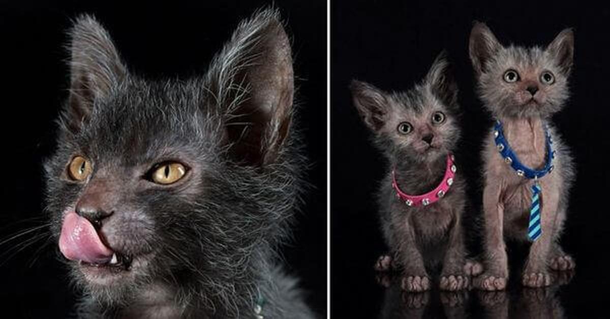 Elegant portrayal of the Lykoi Cat, also known as Felis catus.