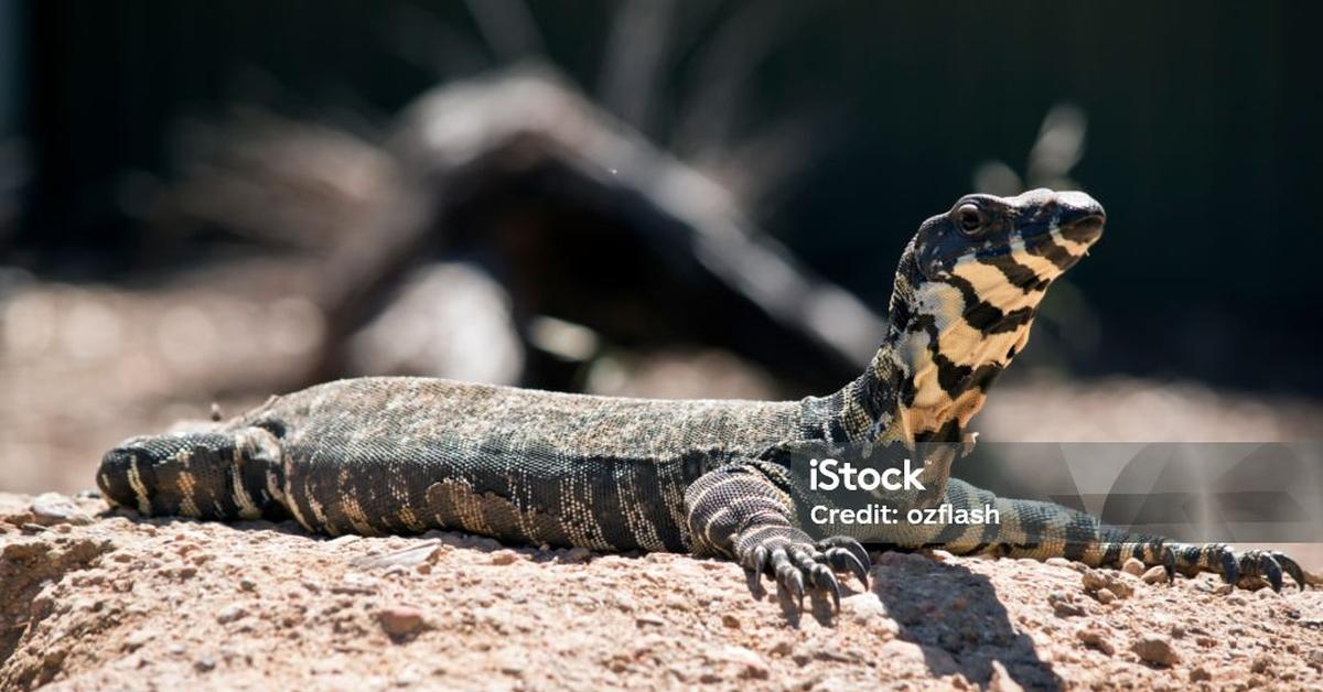 Photographic depiction of the unique Lace Monitor, locally called Monitor Renda.