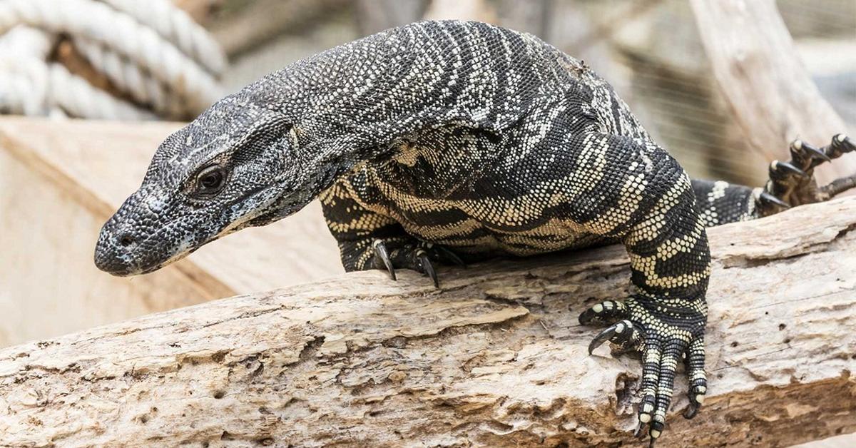 Captured elegance of the Lace Monitor, known in Indonesia as Monitor Renda.