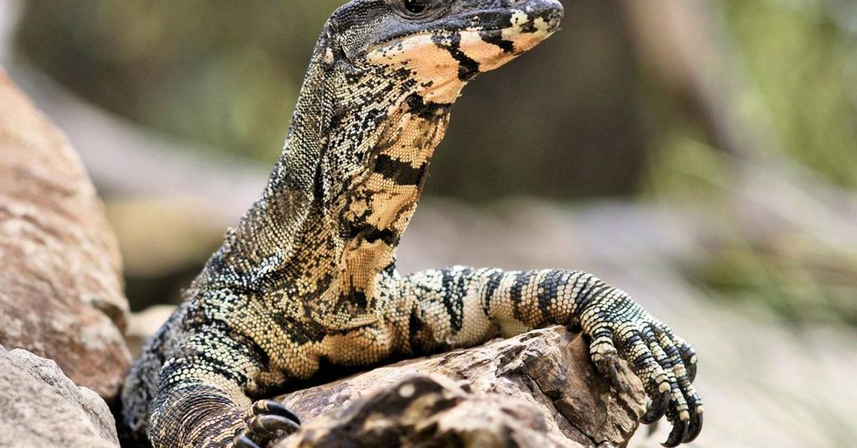 Close encounter with the Lace Monitor, scientifically called Varanus varius.