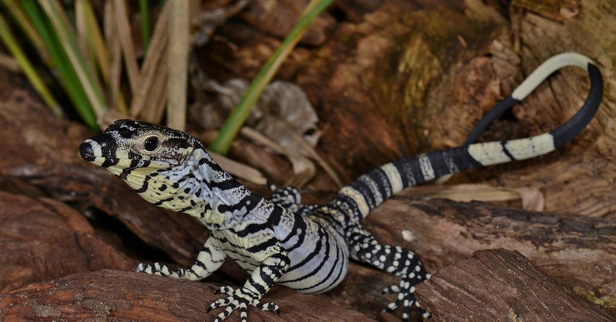 Visual of Lace Monitor, or Monitor Renda in Indonesian, showcasing its beauty.