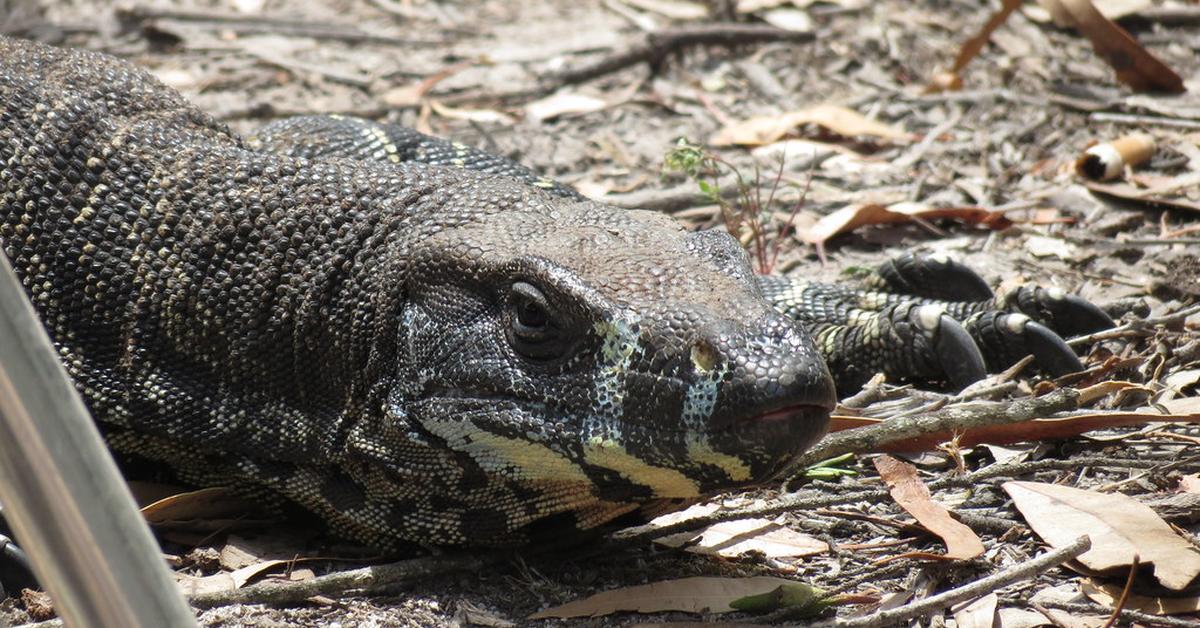 Portrait of a Lace Monitor, a creature known scientifically as Varanus varius.