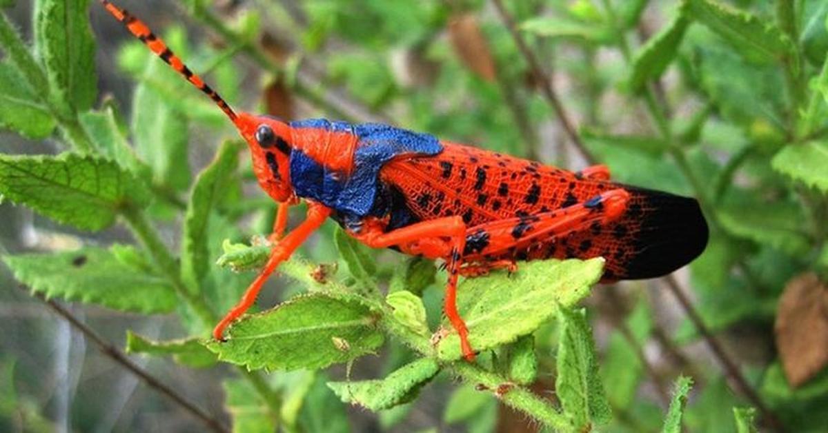 Picture of Leichhardts Grasshopper, known in Indonesia as Belalang Leichhardts.