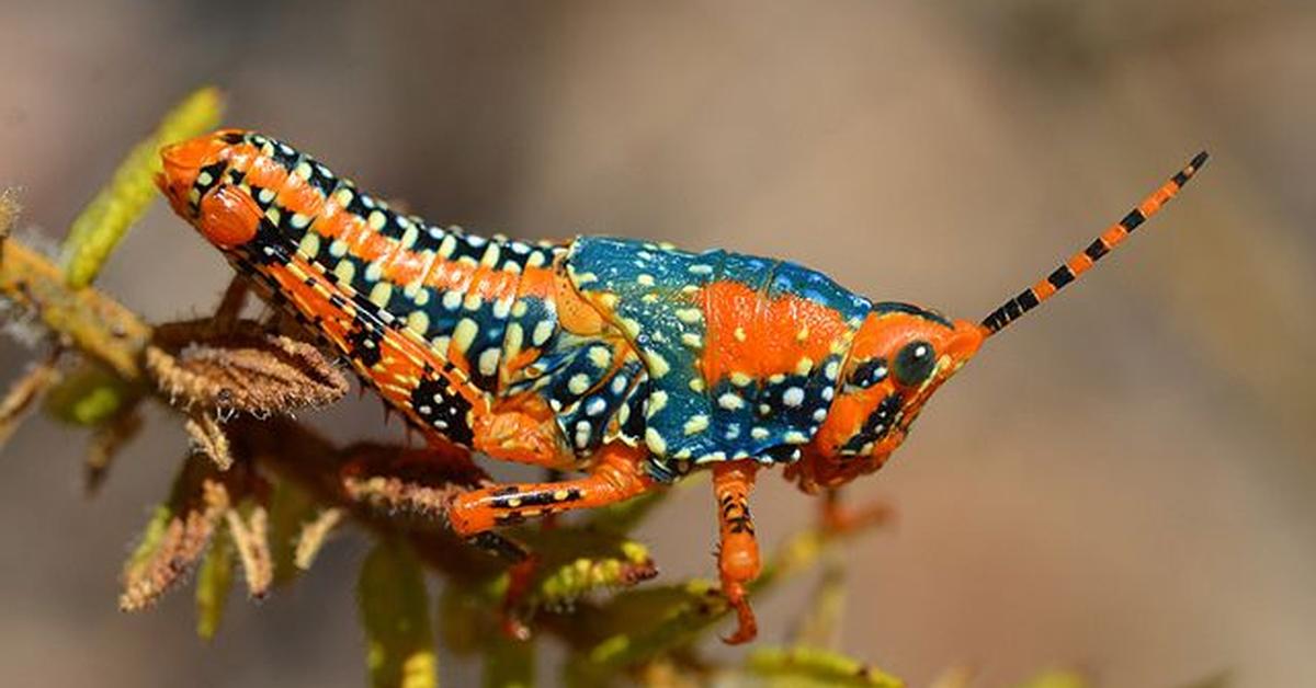 Dynamic image of the Leichhardts Grasshopper, popularly known in Indonesia as Belalang Leichhardts.