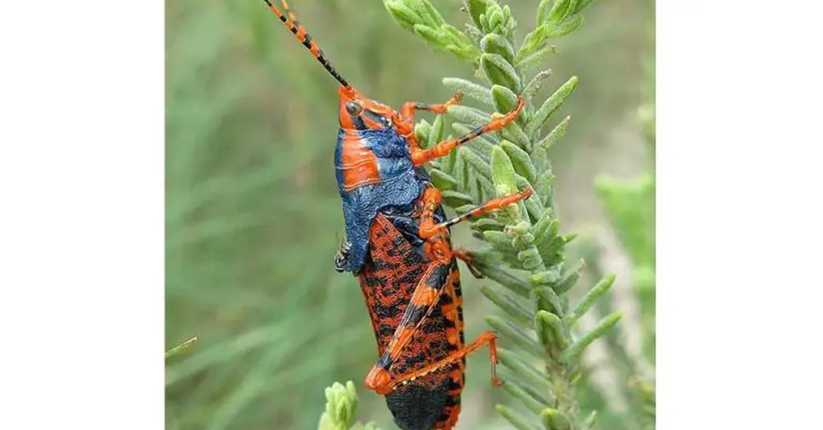 Stunning depiction of Leichhardts Grasshopper, also referred to as Petasida ephippigera.