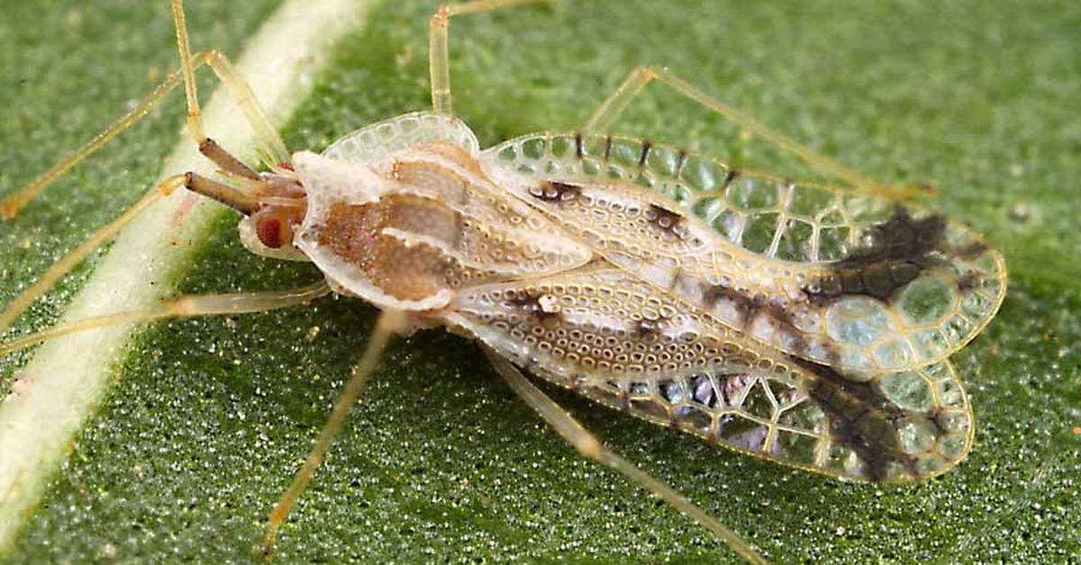 The remarkable Lace Bug (Tingidae), a sight to behold.