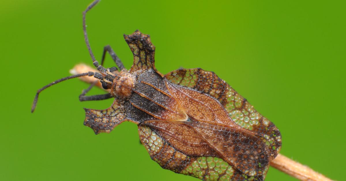 The Lace Bug, an example of Tingidae, in its natural environment.