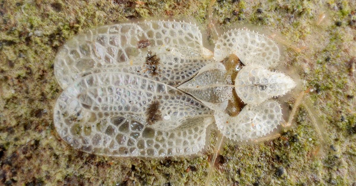 Elegant Lace Bug in its natural habitat, called Kumbang Renda in Indonesia.