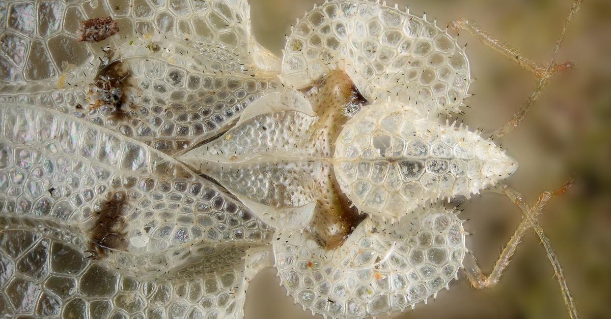 Distinctive Lace Bug, in Indonesia known as Kumbang Renda, captured in this image.