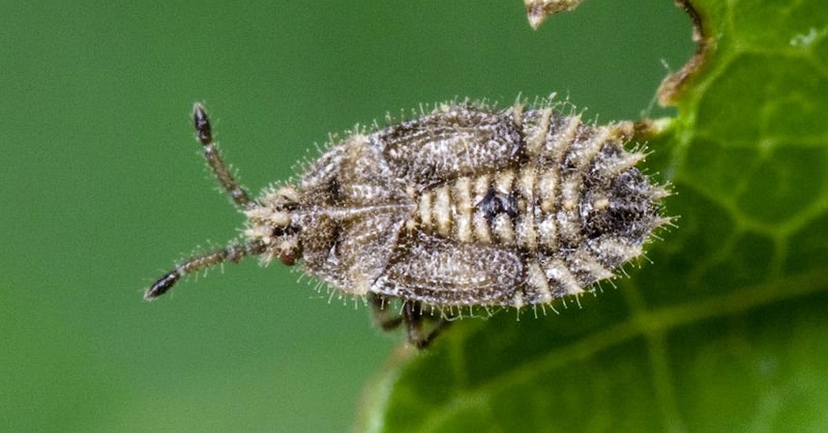 The Lace Bug in its natural beauty, locally called Kumbang Renda.