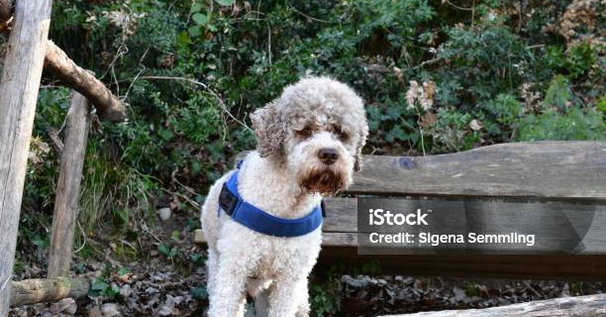 Exquisite image of Lagotto Romagnolo, in Indonesia known as Anjing Lagotto Romagnolo.