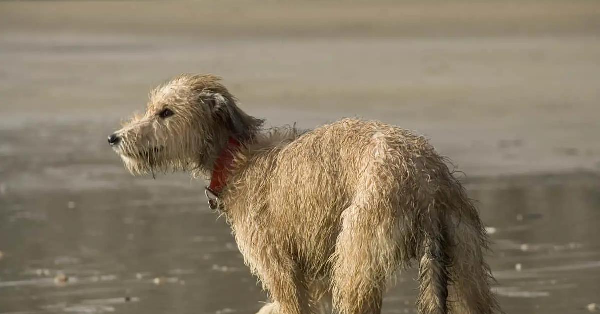 Captivating view of the Lurcher, known in Bahasa Indonesia as Anjing Lurcher.