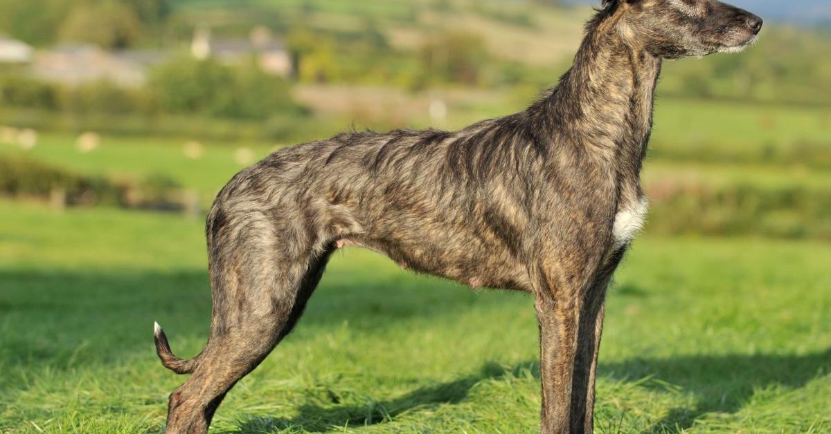 The Lurcher, a beautiful species also known as Anjing Lurcher in Bahasa Indonesia.