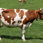 Close-up view of the Lineback Cattle, known as Sapi Lineback in Indonesian.