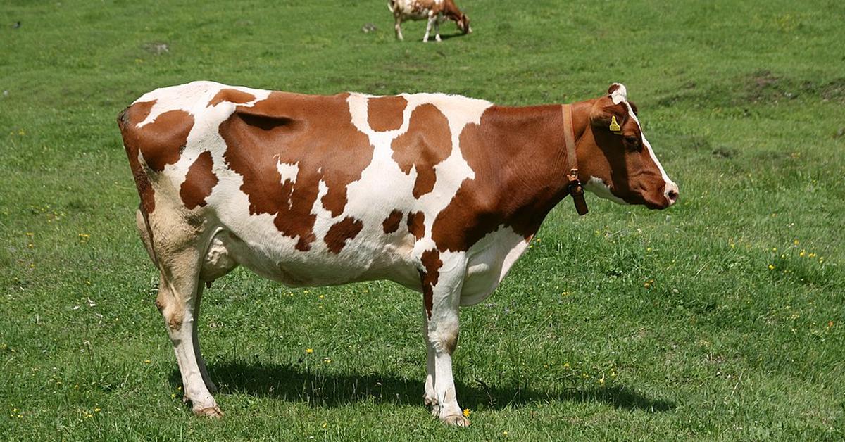 Close-up view of the Lineback Cattle, known as Sapi Lineback in Indonesian.