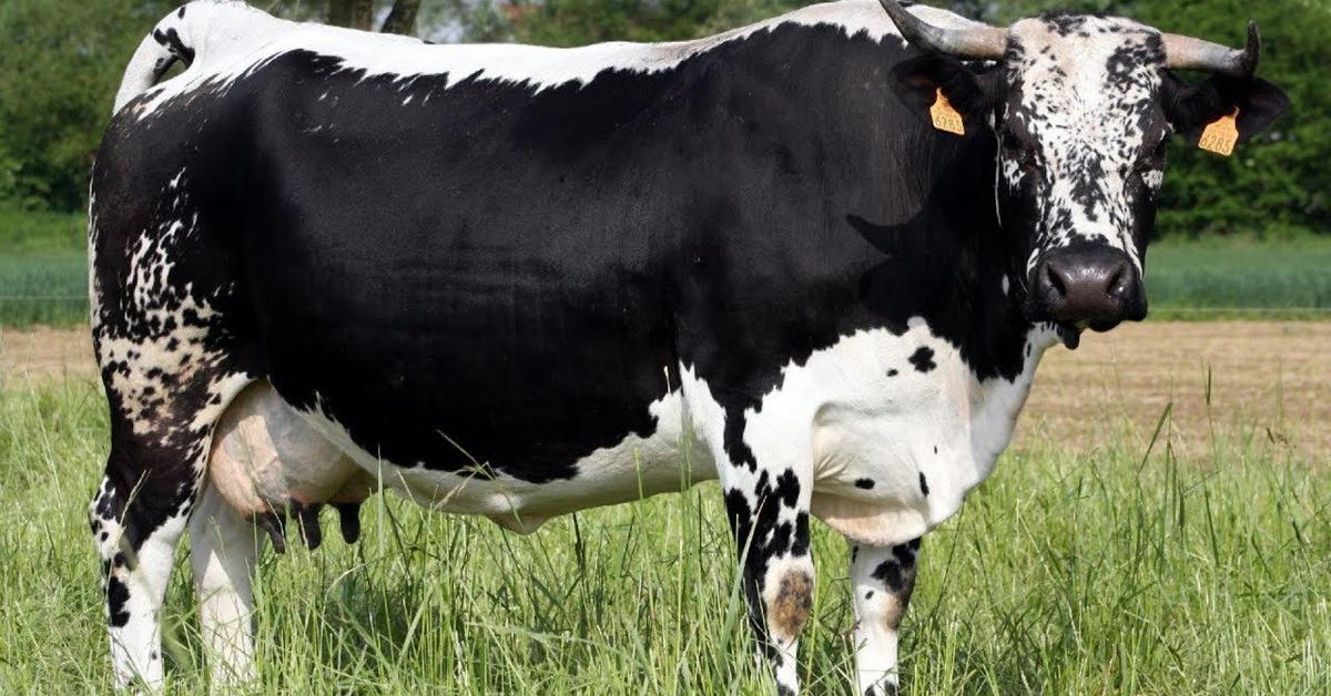 Close encounter with the Lineback Cattle, scientifically called Bos Taurus.