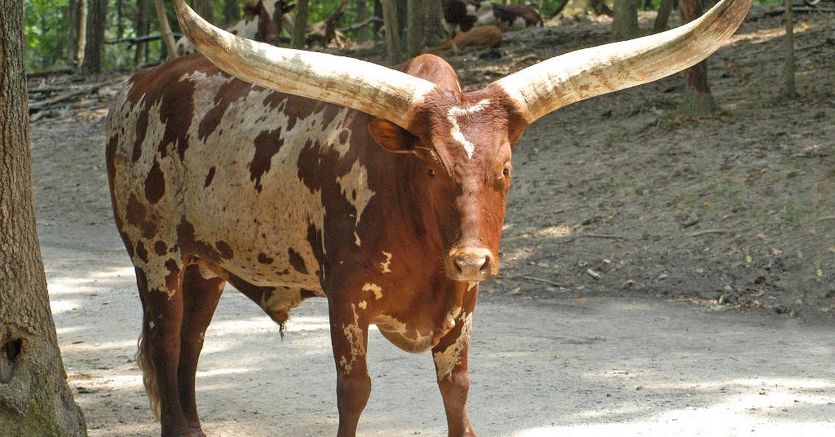 Picture of Lineback Cattle, known in Indonesia as Sapi Lineback.