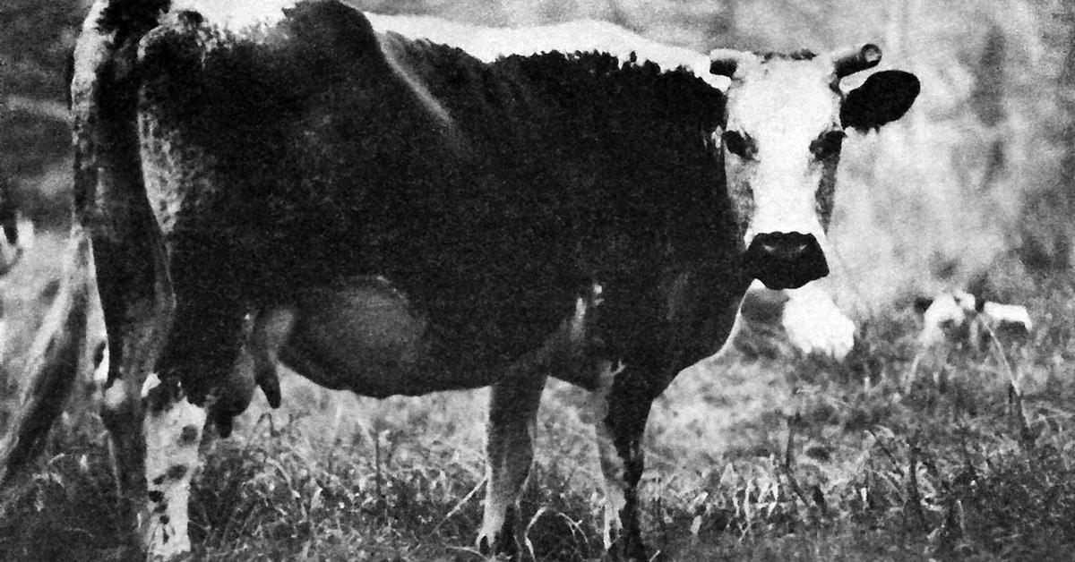 Distinctive Lineback Cattle, in Indonesia known as Sapi Lineback, captured in this image.