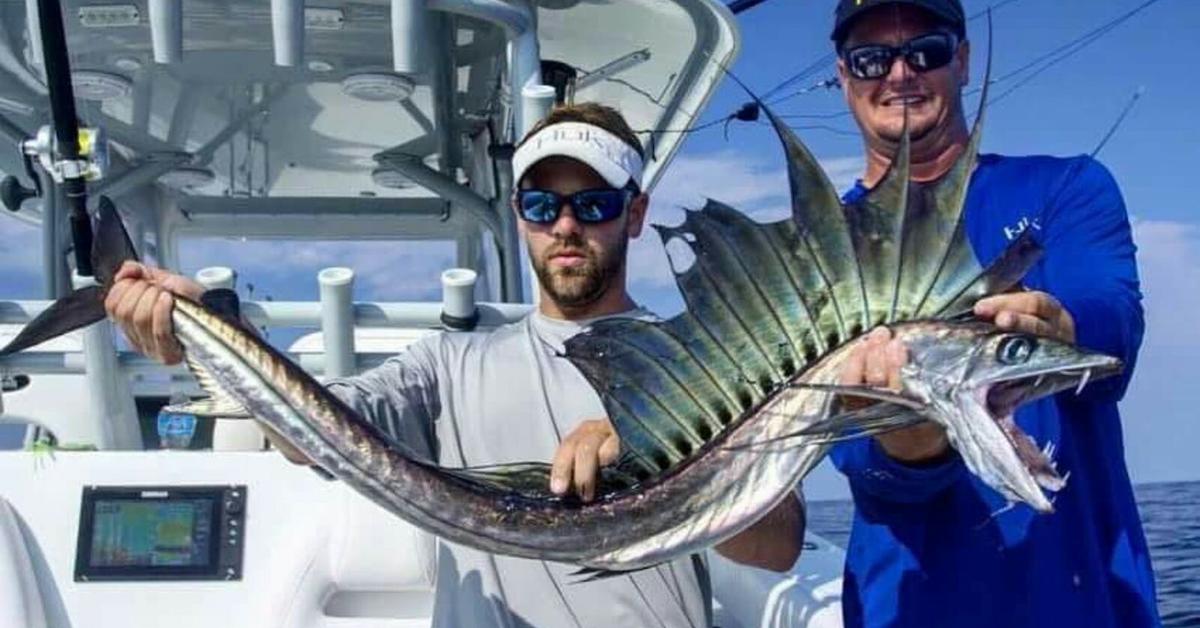 Captivating presence of the Lancetfish, a species called Alepisaurus ferox.