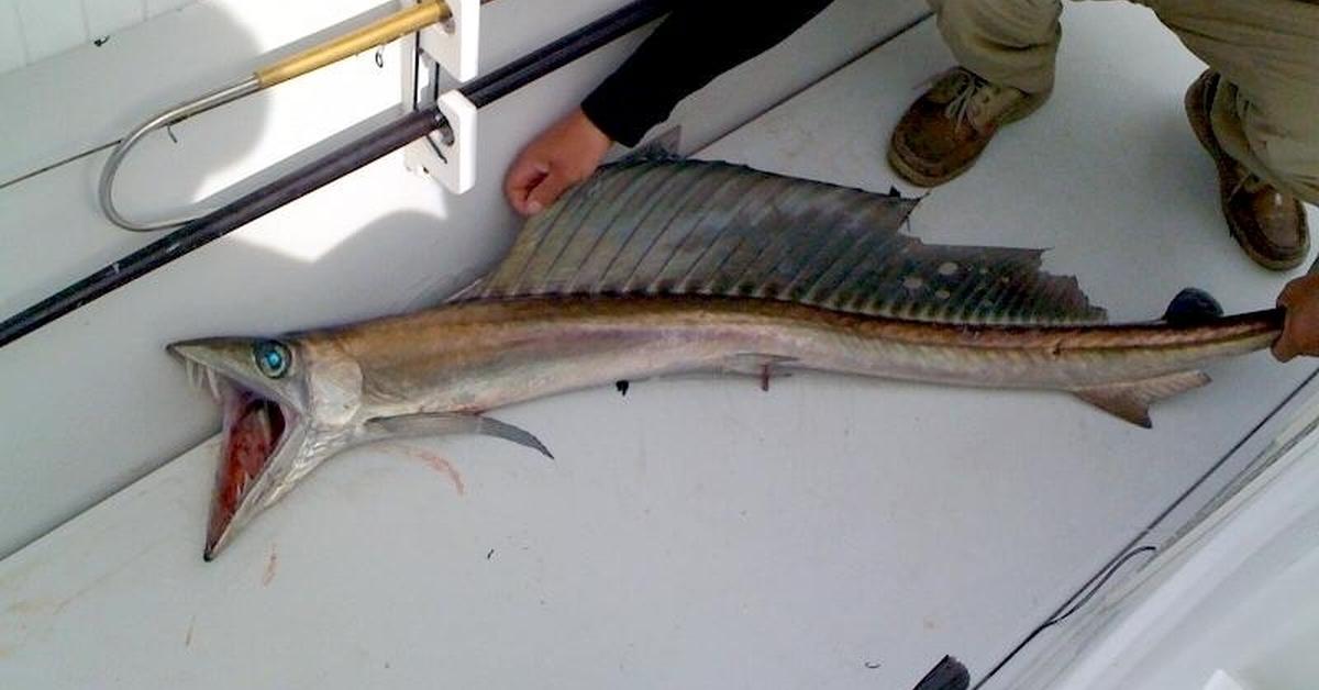 Photographic depiction of the unique Lancetfish, locally called Ikan Lancet.