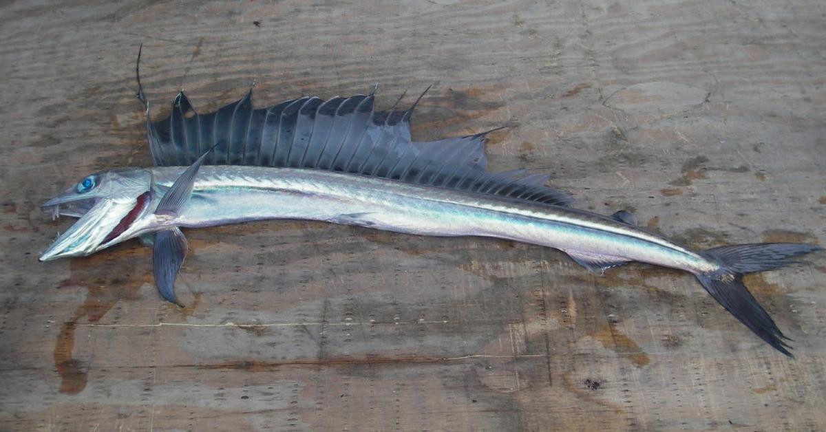 Photogenic Lancetfish, scientifically referred to as Alepisaurus ferox.