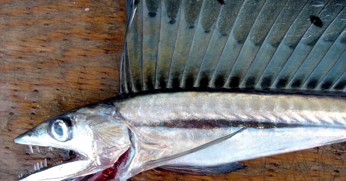 Stunning image of the Lancetfish (Alepisaurus ferox), a wonder in the animal kingdom.